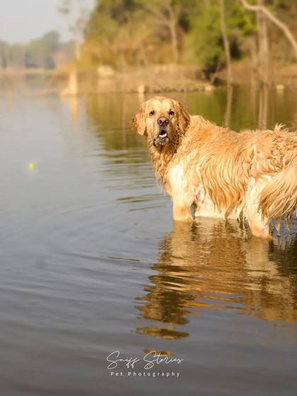Sniff Stories - Pet Videography Paws, Splashes, and Muddy Noses photo 28