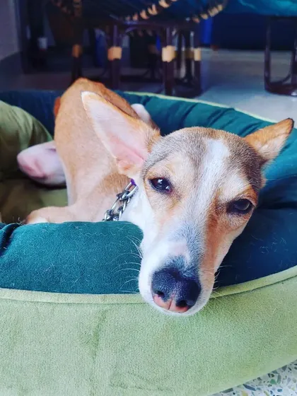 Meet sleepy Pixi. We understand that unexpected things happen, so we offer emergency walks if you are stuck in quarantine or have a last-minute need. We are here to help you and your pet in Bangalore.