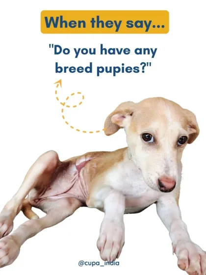 Cupa - Pet Adoption, Fostering & Sponsorship Shelter Life: Just For Smiles photo 4