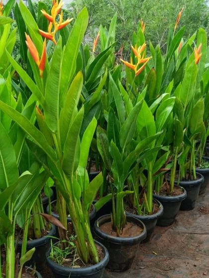 Sqft Farm - Corporate Landscaping & Gifting Our Plant Nursery & Collection photo 7