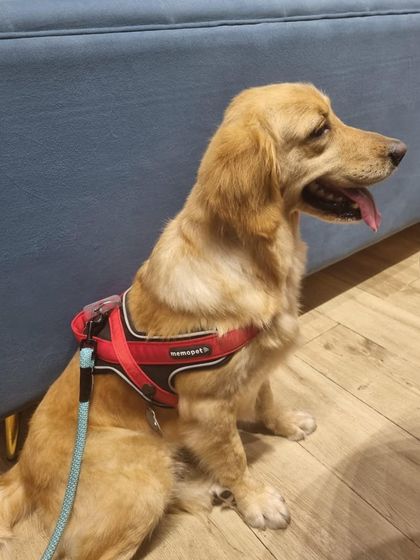 PL Paws - Dog Adoption Services Happy Tails: Our Adoptees in Their Forever Homes photo 134