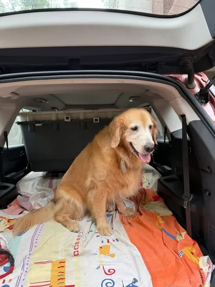 Cherry relaxing in the car before heading to the airport. I make sure the journey to the airport is as calm and comfortable as the flight itself.