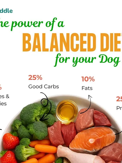Here’s a visual breakdown of the perfect meal bowl. This infographic shows the ideal ratio of 25% protein, 40% fruits and veggies, 25% good carbs, and 10% fats. It’s a simple formula we use in our diet plans to ensure your dog gets all the essential nutrients for energy and strength.