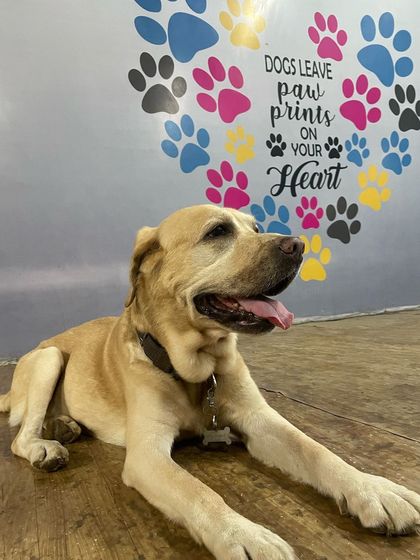 Say hi to Alex, our 11-year-old puppy-at-heart! He's resting on our indoor floor, which features our signature paw-print heart mural.