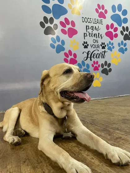 Say hi to Alex, our 11 year old puppy. Age is just a number for this energetic senior Labrador who loves to make friends and chase balls.