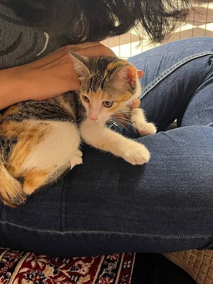 A calico kitten rests comfortably on a potential adopter's lap. Our camps provide a calm environment for these important first meetings.