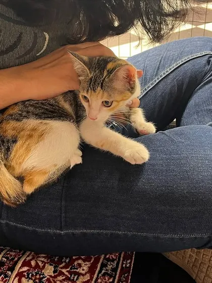 A calico kitten getting comfortable on a visitor's lap. Our camps provide a relaxed setting for you to connect with your potential new pet.
