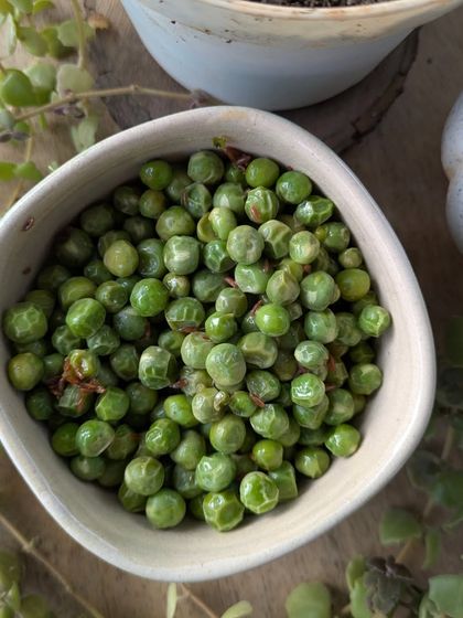 Here is a simple recipe for seasonal green peas. Just sauté them with cumin seeds, salt, and lemon. A perfect, quick, and healthy snack.