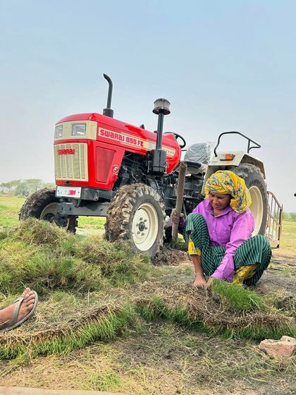 A worker preparing Mexican grass on my farm. We grow this variety in large quantities to meet the high demand.