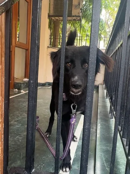 A clearer view of Kallu's face. He is a beloved member of his community and his absence is deeply felt. We urge anyone in the Jasola Vihar area to keep an eye out.