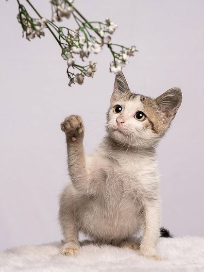 Pragalbh - Animal Rescue & Advocacy Photography Adoption Portfolios: Soulful Portraits for a Second Chance photo 15