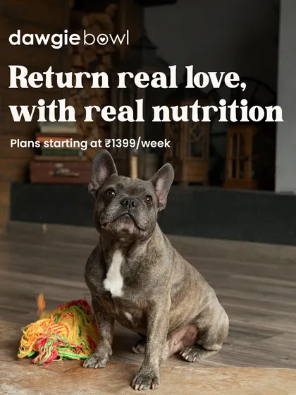 Our pets give us unconditional love, and I believe the best way to return that love is with real nutrition. This French Bulldog is a great reminder that our thoughtfully crafted meals help your pet thrive.