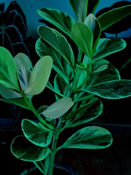 Striking Foliage & Unique Leaves photo 11