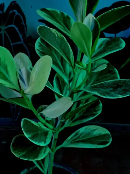 The glossy, variegated leaves of a Peperomia obtusifolia. The mix of green and cream on its spoon-shaped leaves makes it a cheerful and low-maintenance addition to any home.