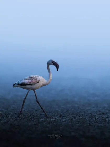 A lone flamingo steps gracefully through the misty blue light of dawn. This minimalist shot captures the quiet elegance of these birds against the vastness of the wetlands.