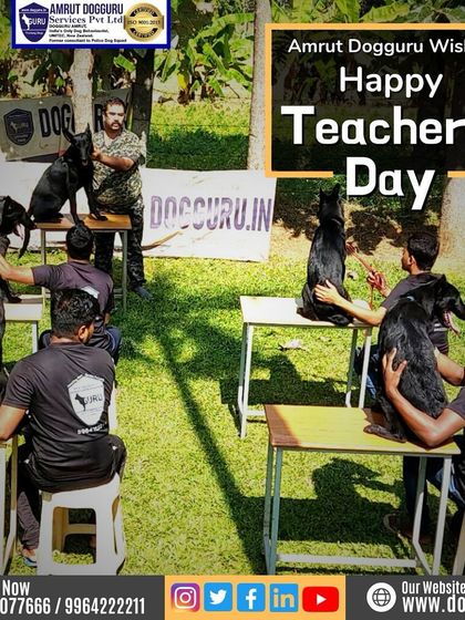 Dog Guru - Professional Dog Trainer Certification Become a Certified Professional: The Course Experience photo 12