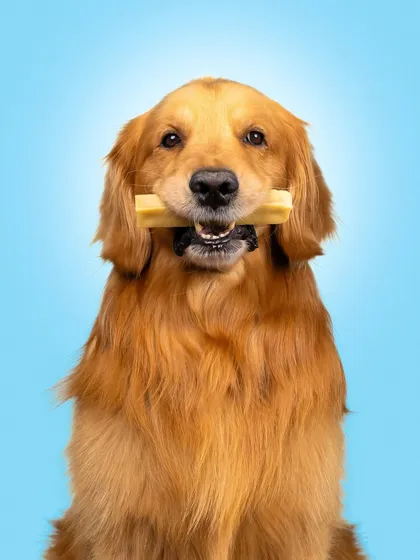 A picture perfect pose with a delicious chew. For this shot, we wanted a clean, direct portrait to showcase the product clearly. Using a controlled studio setup, I ensure the lighting highlights the dog's happy expression and the texture of the chew bone.