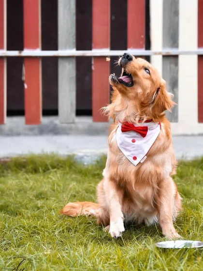 Look at this handsome boy, all dressed up and ready for his close up. I love capturing pets in action, whether they're catching a treat or just barking at the sky. This shot shows the playful, dapper personality of this Golden Retriever in his element at the park.