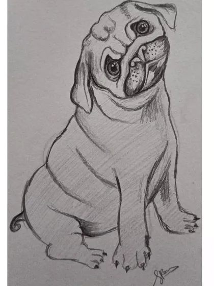A quick 20-minute pencil sketch of a pug. This shows my ability to capture the character of an animal even in a faster, more stylized drawing.