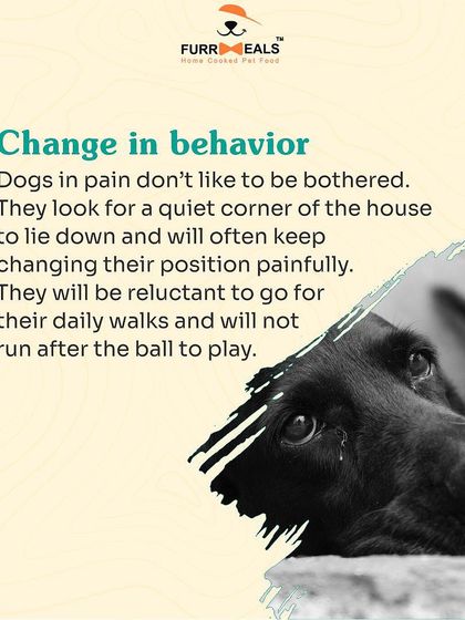 This detailed guide helps you identify the signs of arthritis in your dog. Learn to spot reluctance to move, limping, irritability when touched, and changes in behavior, so you can seek help sooner.