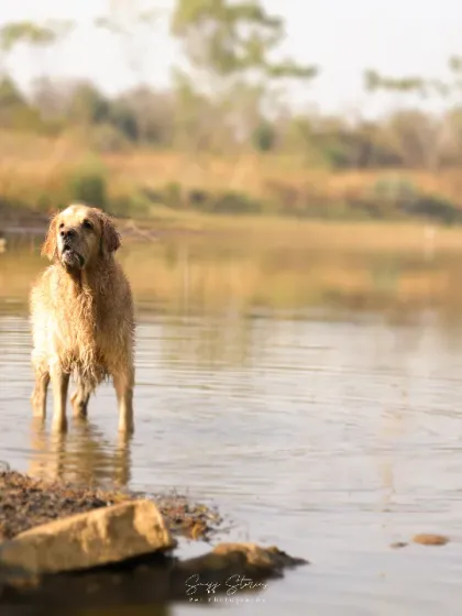 Sniff Stories - Pet Videography Paws, Splashes, and Muddy Noses photo 10