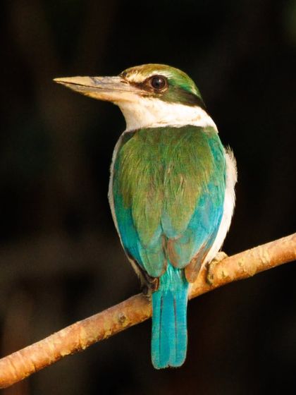 The Collared Kingfisher, with its distinct green and blue plumage, perches on a branch. This species is typically found in coastal areas and mangrove forests, like this one photographed in the Sundarbans.