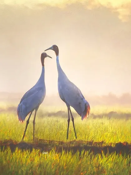 Sarus cranes mate for life, and capturing this pair in the golden morning mist at Nalsarovar felt like witnessing a sacred bond. Their loyalty and grace are a powerful lesson from the natural world, presented here in the soft, painterly light of dawn.
