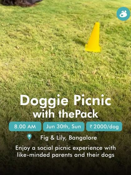 Garima Tomar - Dog Socialization & Group Activities Behind the Scenes: My Life with Dogs photo 34