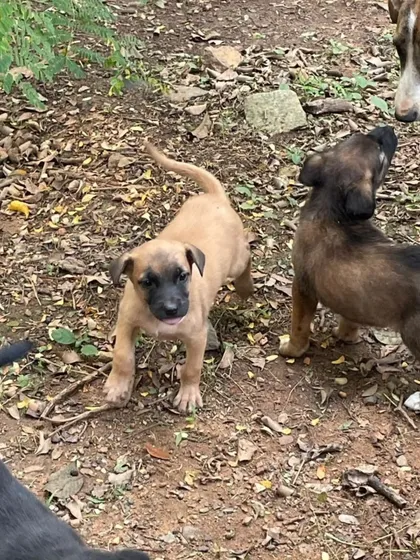 The puppies interacting with each other and an adult dog, learning important social skills.