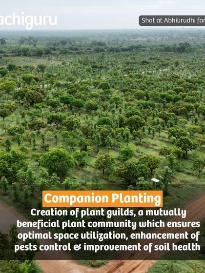 Companion planting is another key strategy. We create plant guilds, or communities of mutually beneficial plants, to ensure optimal space utilization, pest control, and soil health.