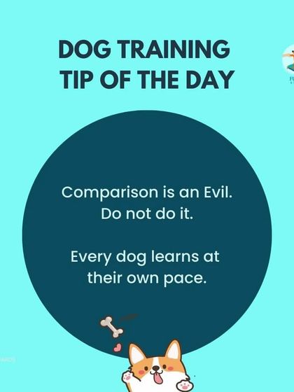 Furry Story - Pet Sitter & Home Boarder Training My Approach to Training photo 4