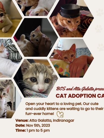 Join us at the Kitten Adoption Camp at Atta Galatta, Indiranagar. Open your heart to a loving pet; our cute and cuddly kittens are waiting.