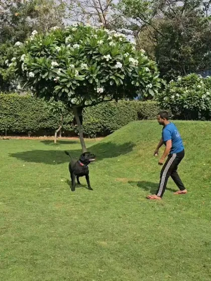 Buddy the black Lab is ready to play. Regular play sessions are part of every dog's daily routine here, ensuring they stay happy and well-exercised.