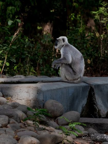 A Grey Langur monkey sitting on a concrete structure in the forest.