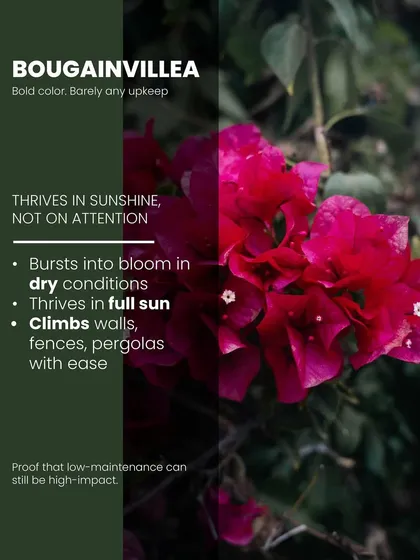 Bougainvillea offers bold color with barely any upkeep. This variety bursts into a vibrant magenta bloom in dry, sunny conditions, proving that low-maintenance can still be high-impact.