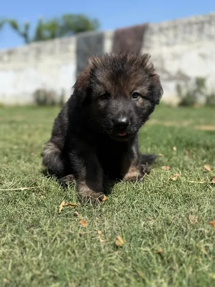 The future of our German Shepherd program starts here. This is a pup from our Wolf Pack litter, a product of champion parents Karma and Renzo. We breed for this structure, confidence, and potential from day one.