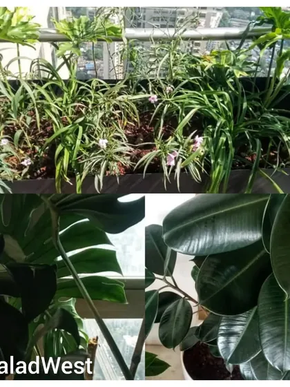 Creating a personal oasis in Malad West. This collage shows a mix of planter boxes and large foliage plants like Monstera and Ficus Elastica.