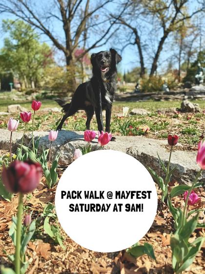 Tulsa Dog Trainer - Pack Walks More Than Just a Walk photo 4