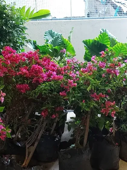 A vibrant collection of Bougainvillea plants in various shades of pink and red, ready for sale. These are perfect for adding a long-lasting splash of color.