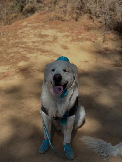 Deepthi - Dog Travel & Adventure Coaching Mountain & Trail Expeditions photo 18