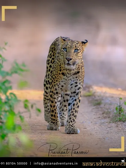 A leopard with striking blue eyes walks with purpose along a dirt track in the early morning light. Our guides are experts at tracking these elusive cats on our wildlife tours in parks like Jhalana and Corbett.