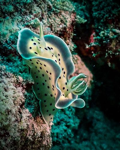 Underwater Photography