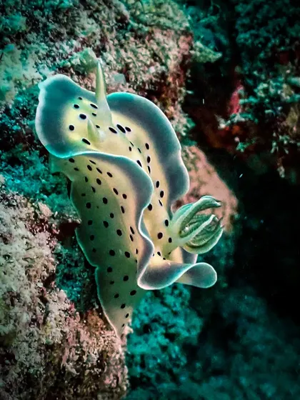This is a Chromodoris kuniei, a species of nudibranch that feeds on sponges. Its delicate, dotted pattern and wide double border make it a beautiful subject for underwater macro photography.