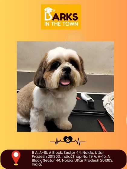 This freshly groomed Shih Tzu looks picture-perfect and happy. Our goal is to provide a service that makes both pets and their parents smile.