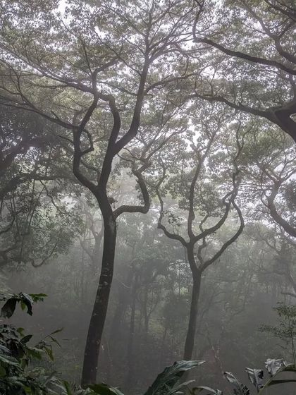 The misty Shola forests of the Tadiandamol trek, creating an enchanting atmosphere.