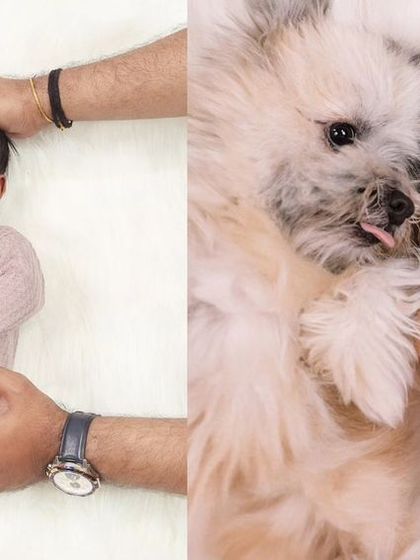 A collage showcasing different moments from a family session that included their beloved dog, from parent poses to the baby and pet together.