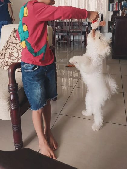 Zoella Dog Training - Puppy Foundation Training Our Graduates: Success Stories photo 3