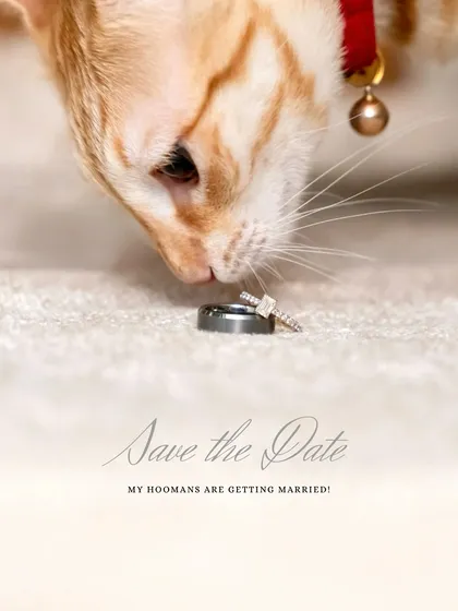 "My hoomans are getting married!" This creative save-the-date shot, with Toffee the cat inspecting the rings, shows how we can include your feline family members in your biggest life announcements in a fun and memorable way.