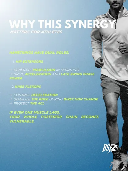 This synergy is critical for athletes because hamstrings have dual roles as both hip extensors and knee flexors. They generate propulsion and control deceleration. If one part of the system lags, the entire posterior chain becomes vulnerable.