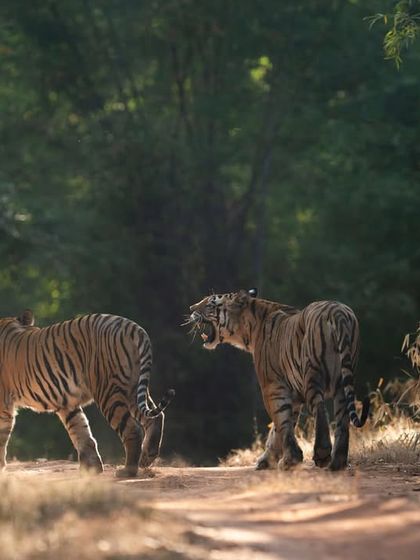 A moment of tension between Dotty and her daughter, a common sight as young tigers prepare to establish their own territories.